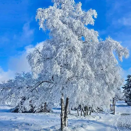 Am Skihang Altastenberg 1 Km Zum Skikarusell * Winterberg
